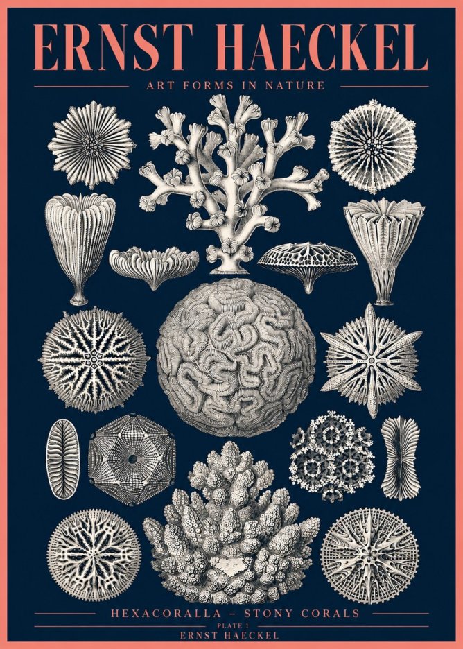 Ernst Haeckel Hexacoralla – Six-rayed Corals No4 - Plakát