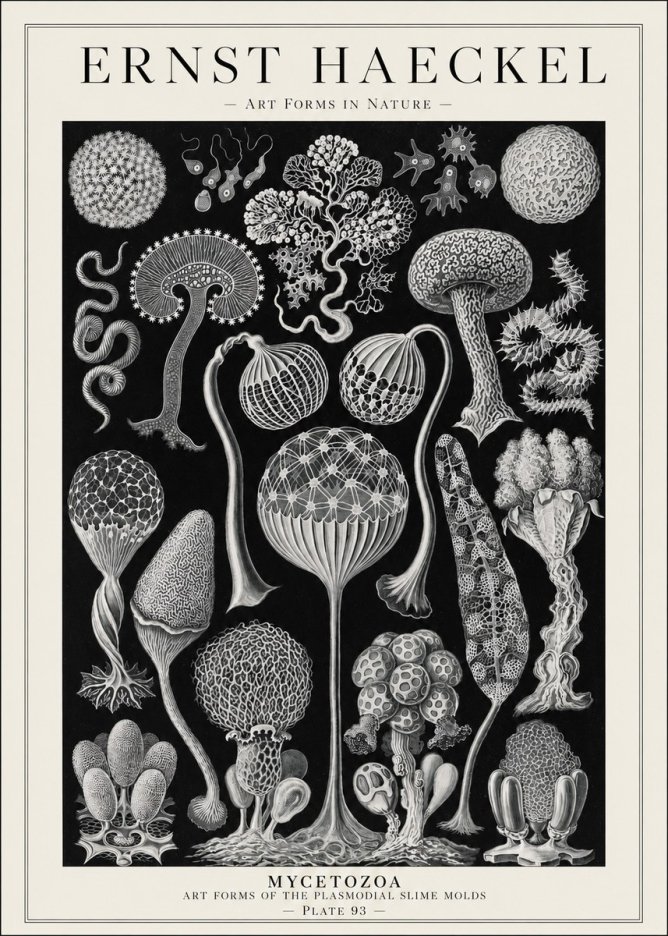 Ernst Haeckel Mycetozoa No1 - Plakát