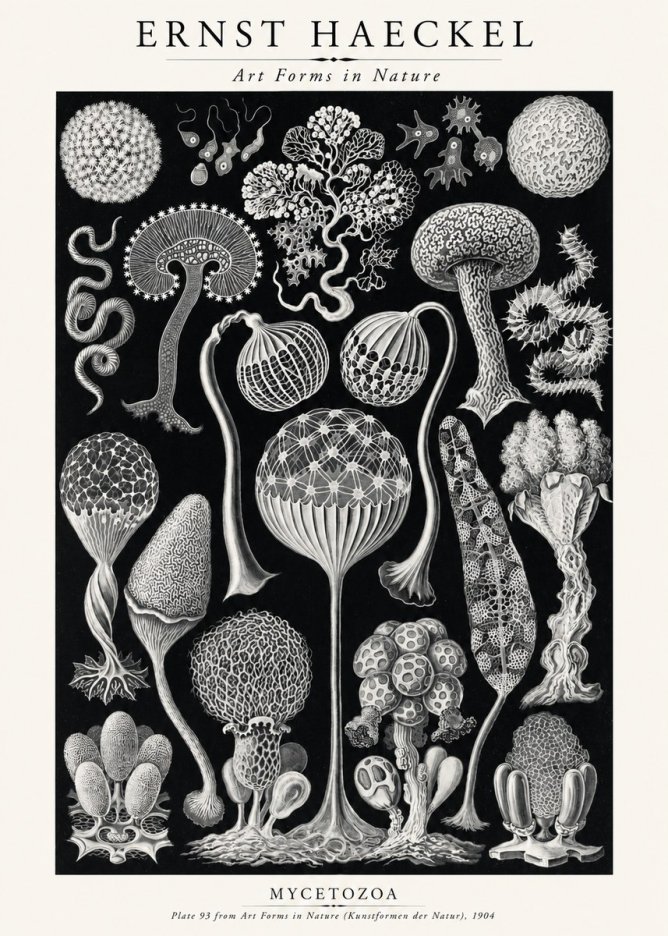 Ernst Haeckel Mycetozoa No2 - Plakát