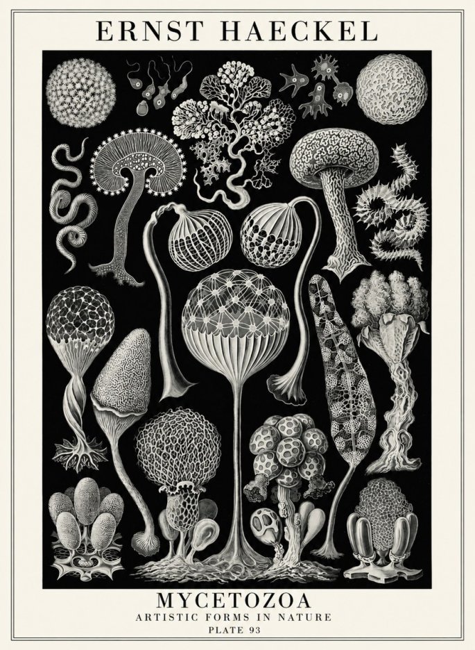 Ernst Haeckel Mycetozoa No4 - Plakát
