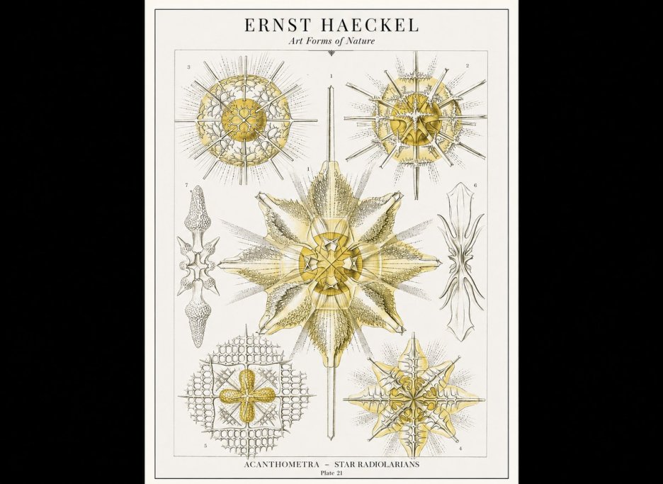 Ernst Haeckel Acanthometra - Star Radiolarians No1 - Plakát
