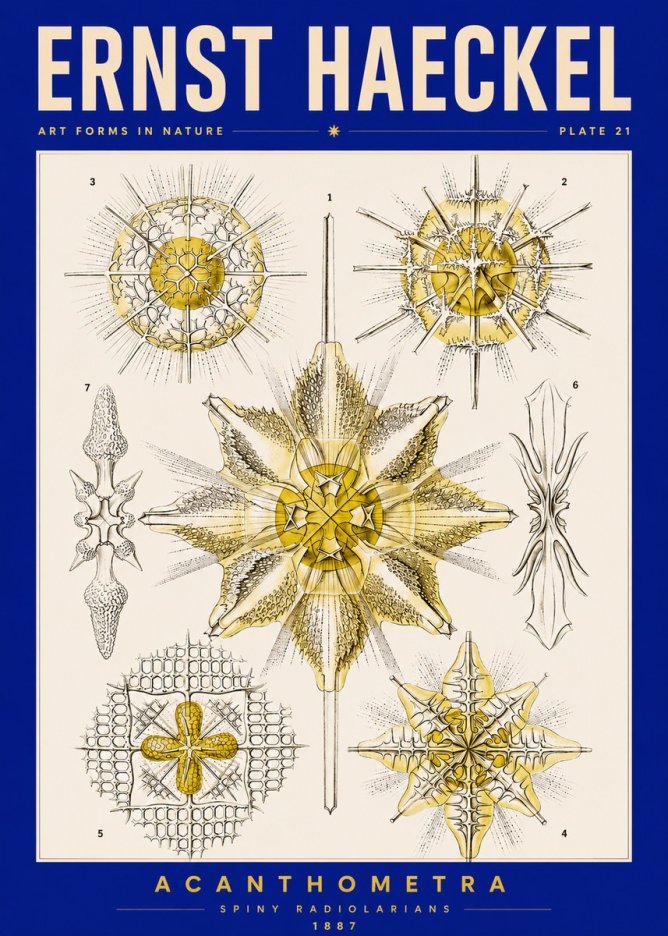 Ernst Haeckel Acanthometra - Star Radiolarians No5 - Plakát