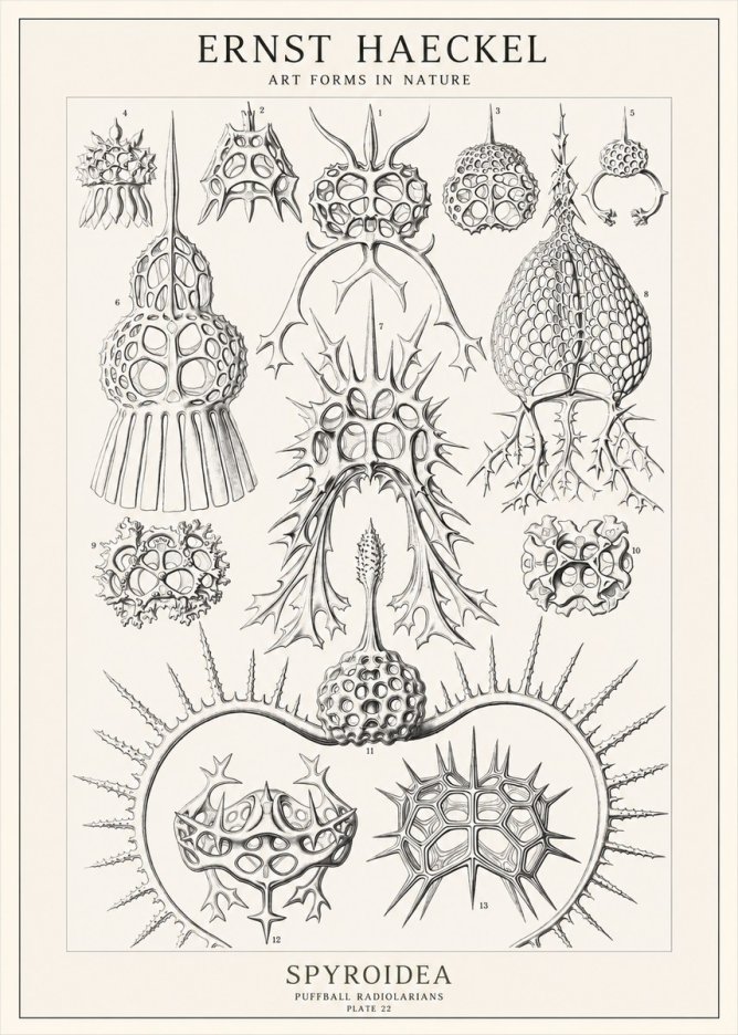 Ernst Haeckel Spyroidea - Puffball Radiolarians - Plate 22 No1 - Plakát