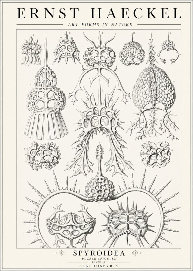 Ernst Haeckel Spyroidea - Puffball Radiolarians - Plate 22 No2 - Plakát