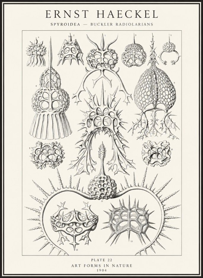 Ernst Haeckel Spyroidea - Puffball Radiolarians - Plate 22 No4 - Plakát