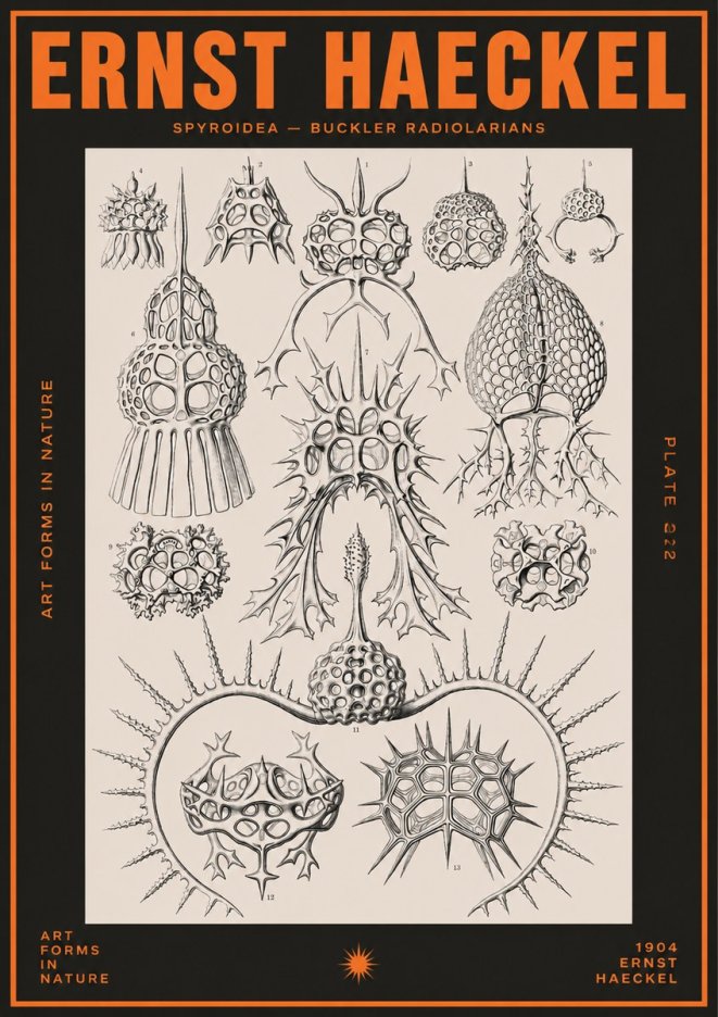 Ernst Haeckel Spyroidea - Puffball Radiolarians - Plate 22 No5 - Plakát