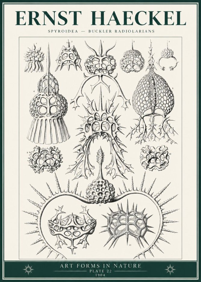Ernst Haeckel Spyroidea - Puffball Radiolarians - Plate 22 No6 - Plakát
