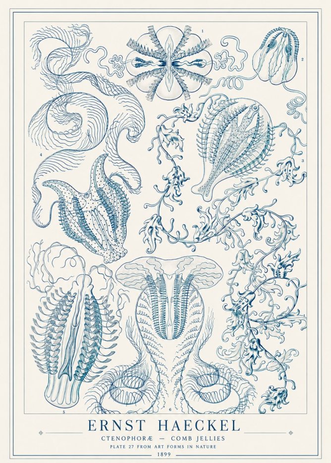 Ernst Haeckel Ctenophoræ – Comb Jellies No1 - Plakát