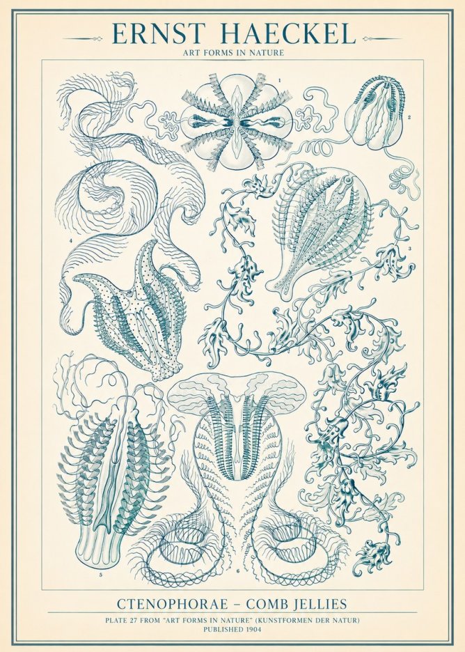 Ernst Haeckel Ctenophoræ – Comb Jellies No2 - Plakát