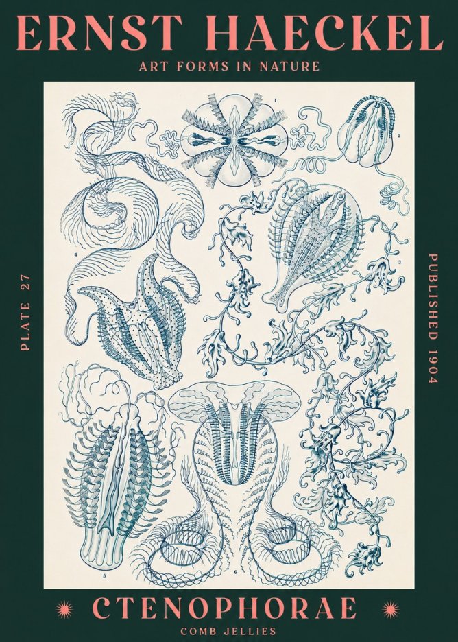 Ernst Haeckel Ctenophoræ – Comb Jellies No3 - Plakát