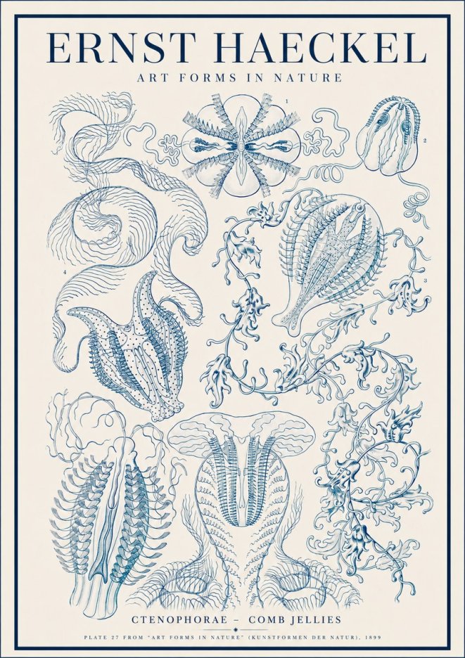 Ernst Haeckel Ctenophoræ – Comb Jellies No4 - Plakát