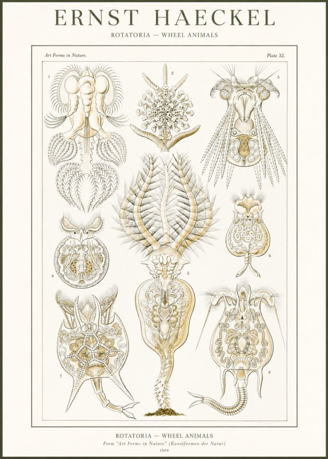 Ernst Haeckel Rotatoria - Wheel Animals No2 - Plakát