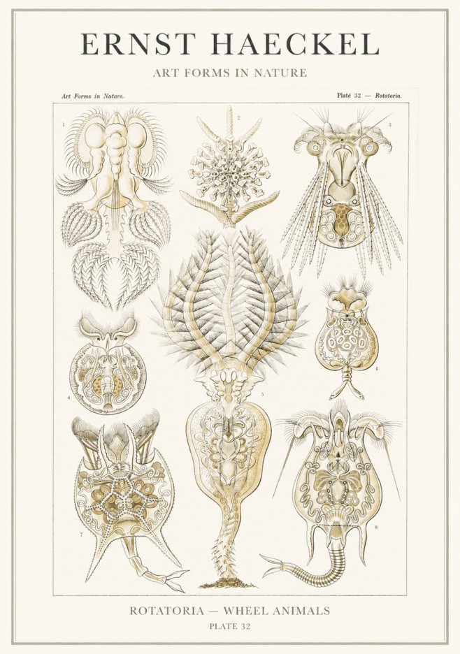Ernst Haeckel Rotatoria - Wheel Animals No3 - Plakát