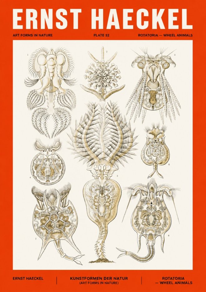 Ernst Haeckel Rotatoria - Wheel Animals No4 - Plakát