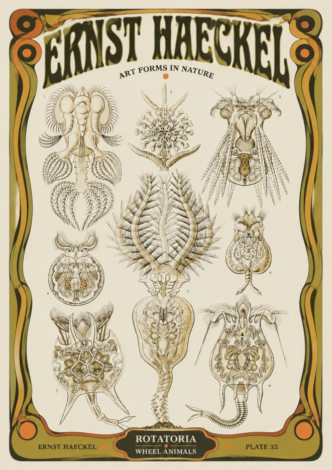 Ernst Haeckel Rotatoria - Wheel Animals No5 - Plakát