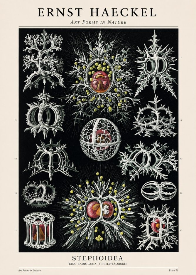 Ernst Haeckel Stephoidea No1 - Plakát