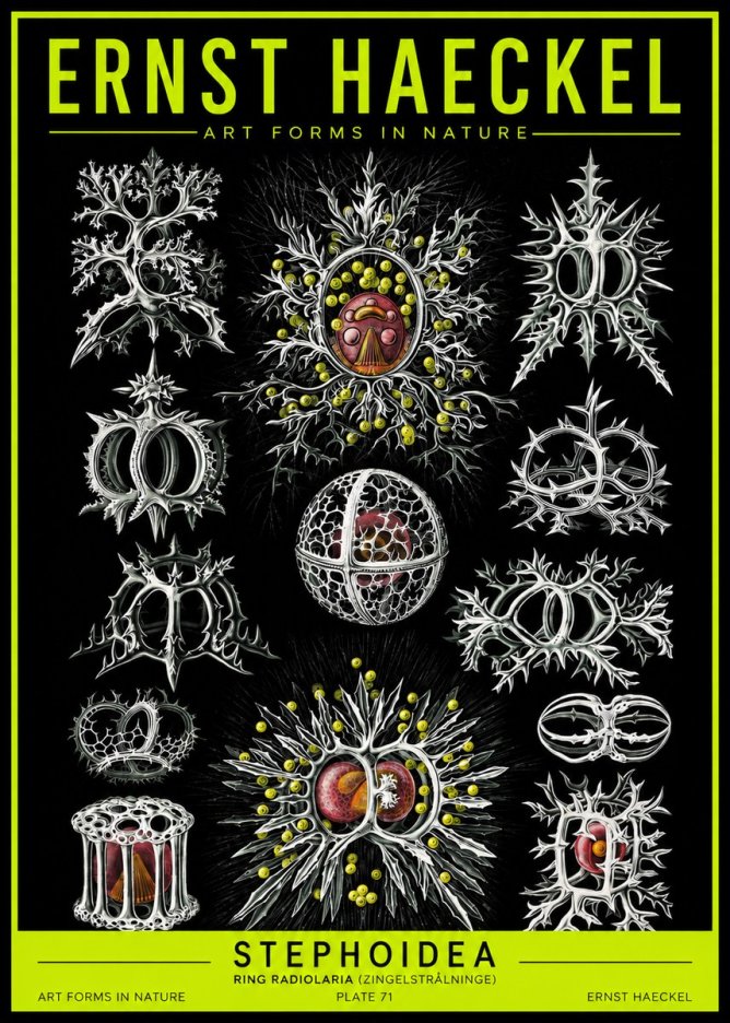 Ernst Haeckel Stephoidea No2 - Plakát