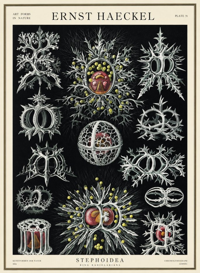 Ernst Haeckel Stephoidea No3 - Plakát
