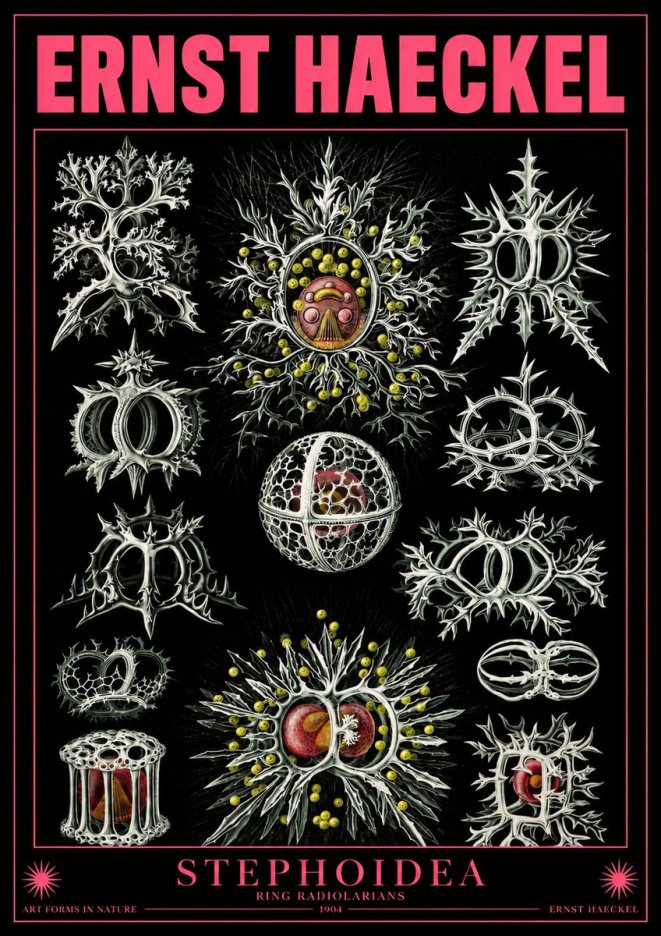 Ernst Haeckel Stephoidea No4 - Plakát