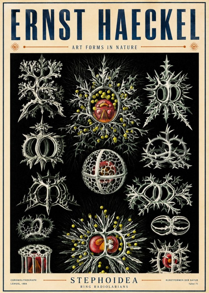 Ernst Haeckel Stephoidea No5 - Plakát