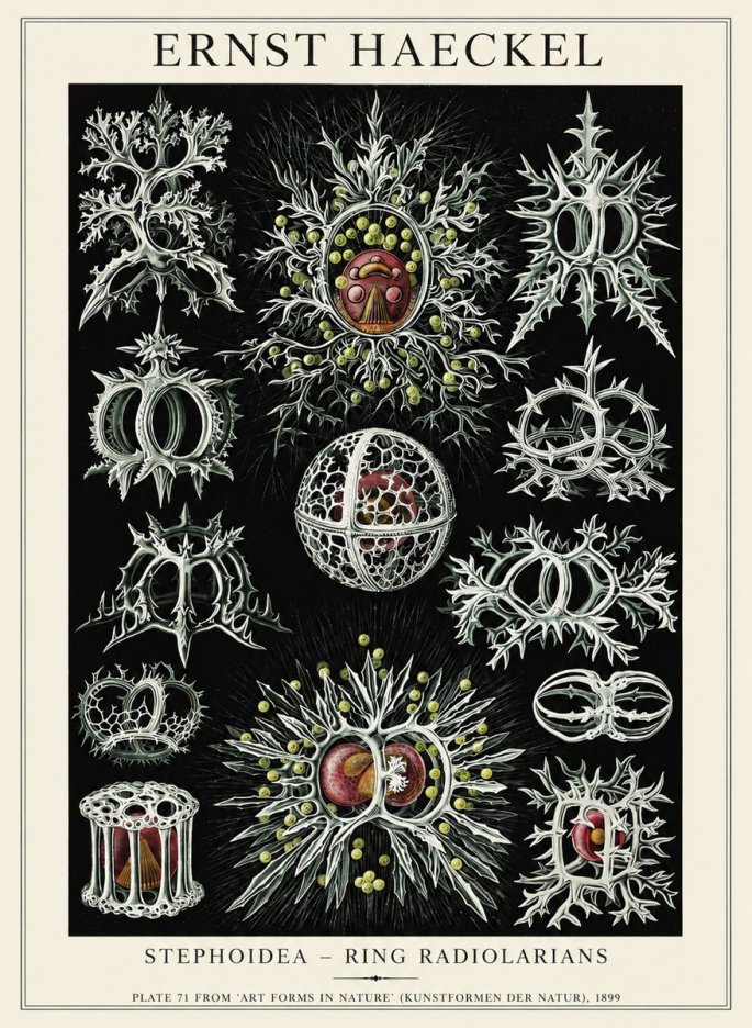 Ernst Haeckel Stephoidea No6 - Plakát