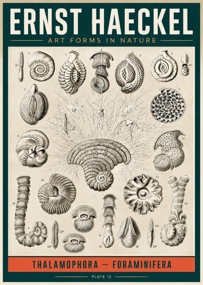 Ernst Haeckel Thalamophora – Foraminifera Plate 12 No2 - Plakát