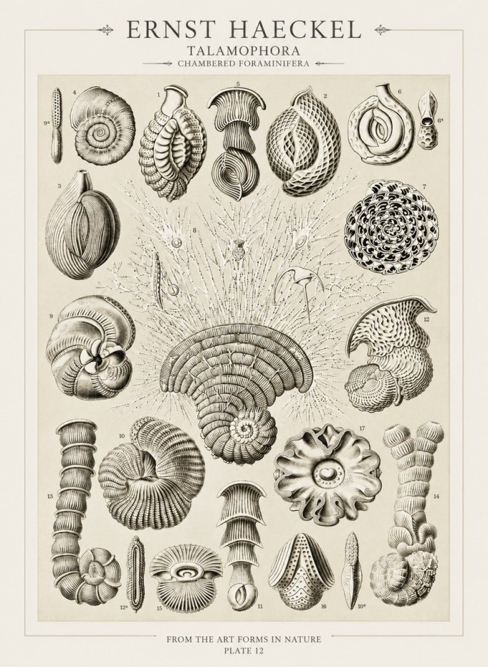 Ernst Haeckel Thalamophora – Foraminifera Plate 12 No3 - Plakát