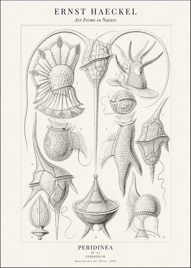 Ernst Haeckel Peridinea No2 - Plakát