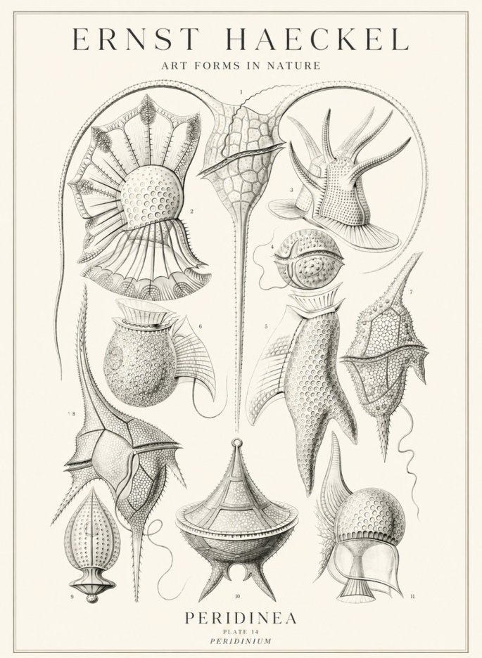Ernst Haeckel Peridinea No3 - Plakát