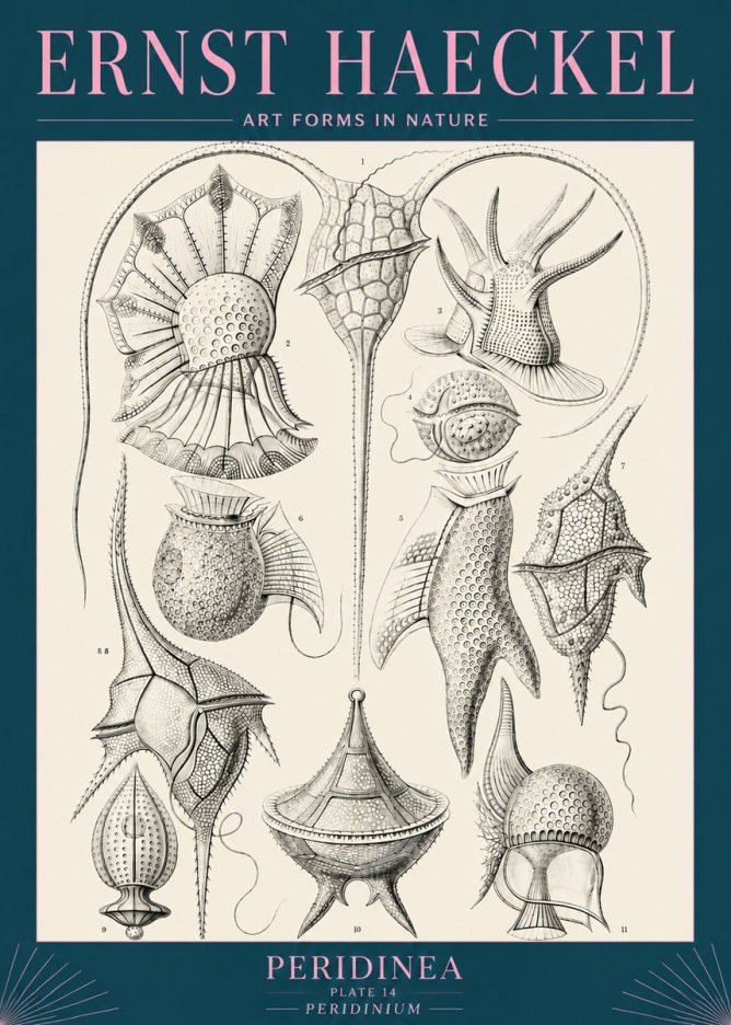 Ernst Haeckel Peridinea No5 - Plakát