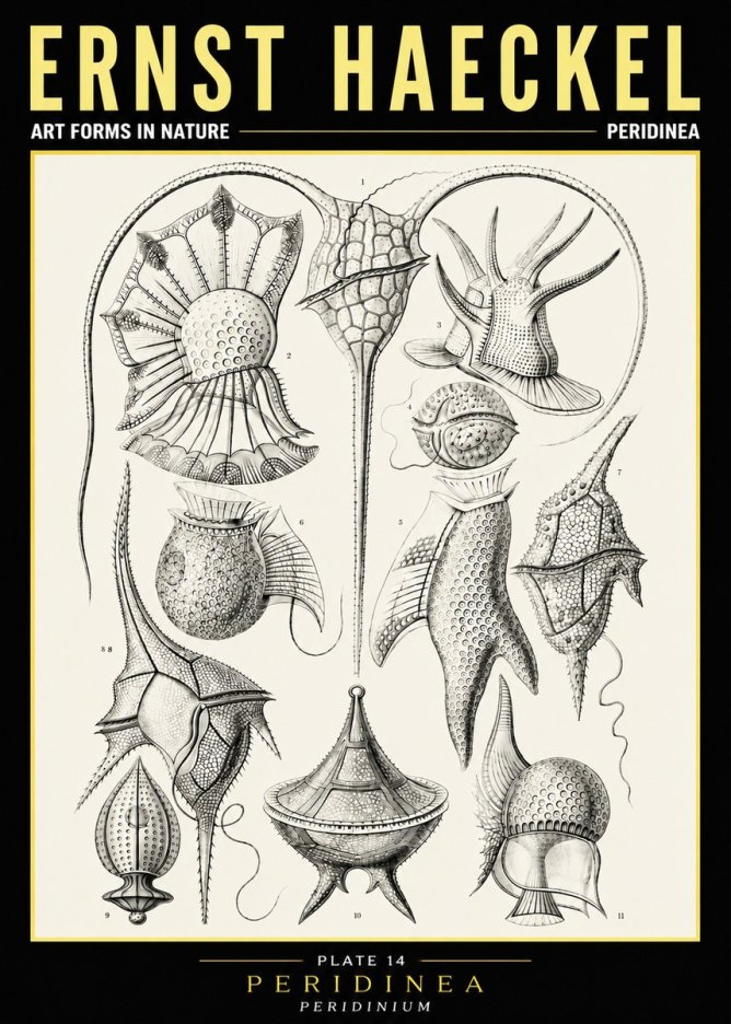 Ernst Haeckel Peridinea No6 - Plakát