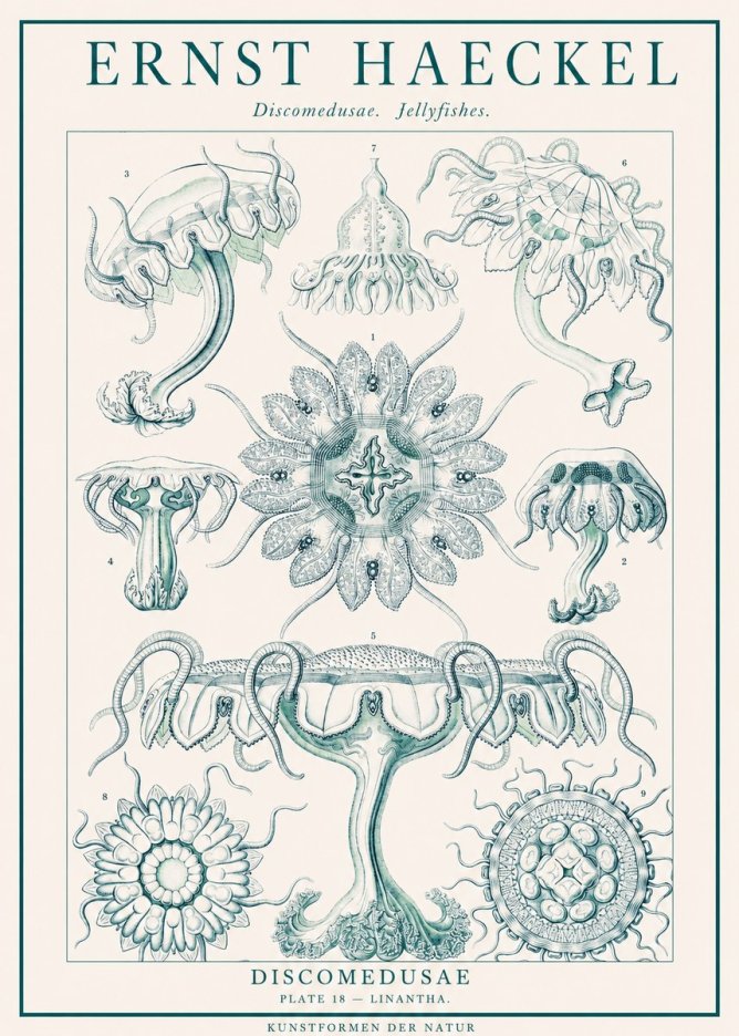 Ernst Haeckel Discomedusae. Jellyfishes. No1 - Plakát