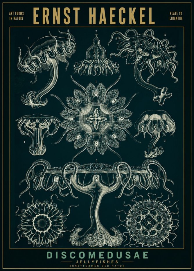 Ernst Haeckel Discomedusae. Jellyfishes. No2 - Plakát