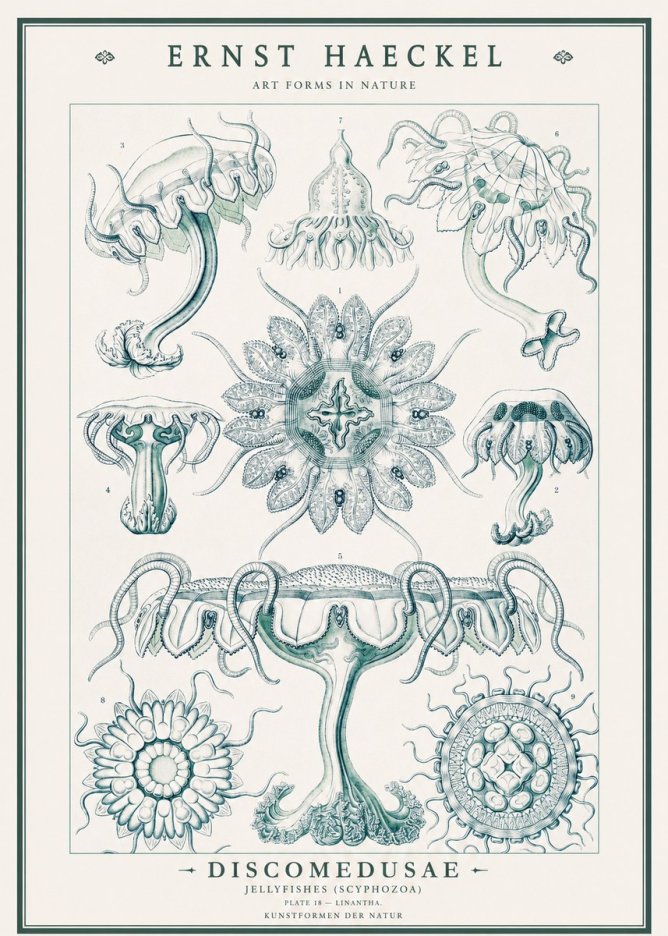 Ernst Haeckel Discomedusae. Jellyfishes. No3 - Plakát