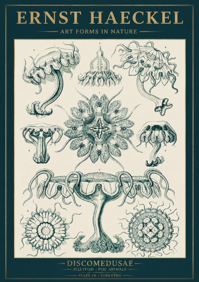 Ernst Haeckel Discomedusae. Jellyfishes. No5 - Plakát