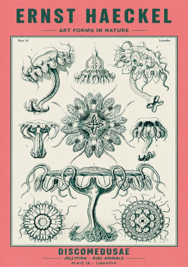 Ernst Haeckel Discomedusae. Jellyfishes. No6 - Plakát