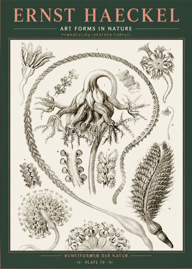 Ernst Haeckel Pennatulida - Sea Pens No5 - Plakát