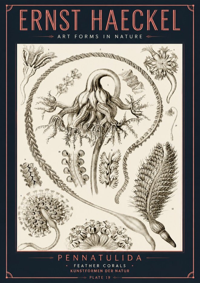 Ernst Haeckel Pennatulida - Sea Pens No6 - Plakát