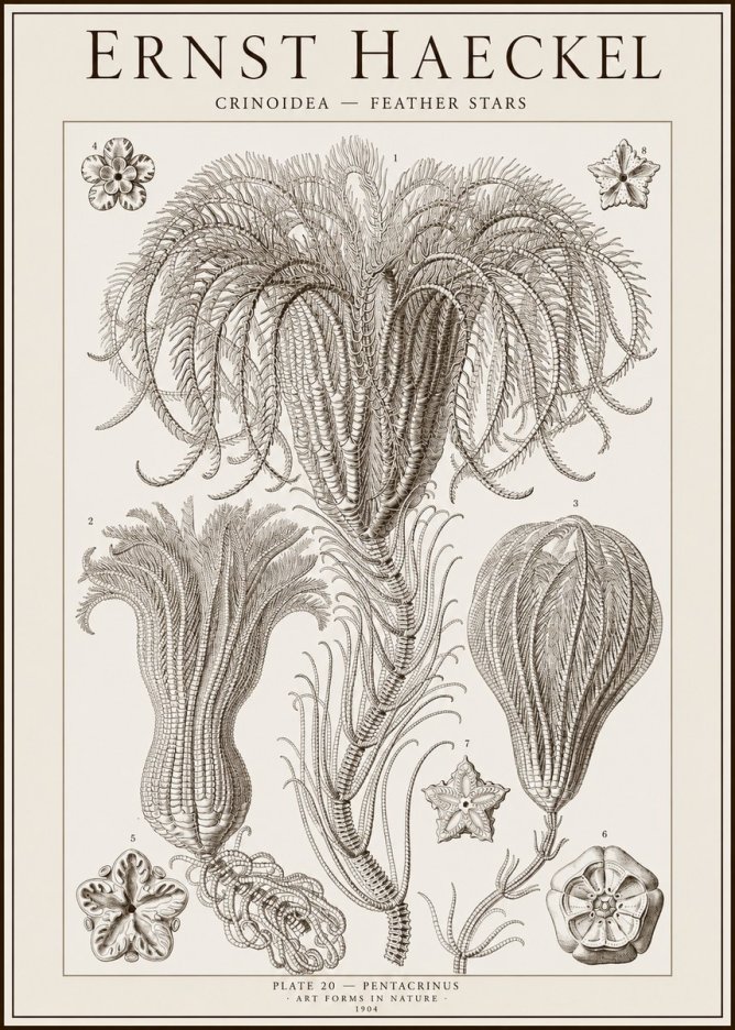 Ernst Haeckel Crinoidea - Palm Lilies No2 - Plakát
