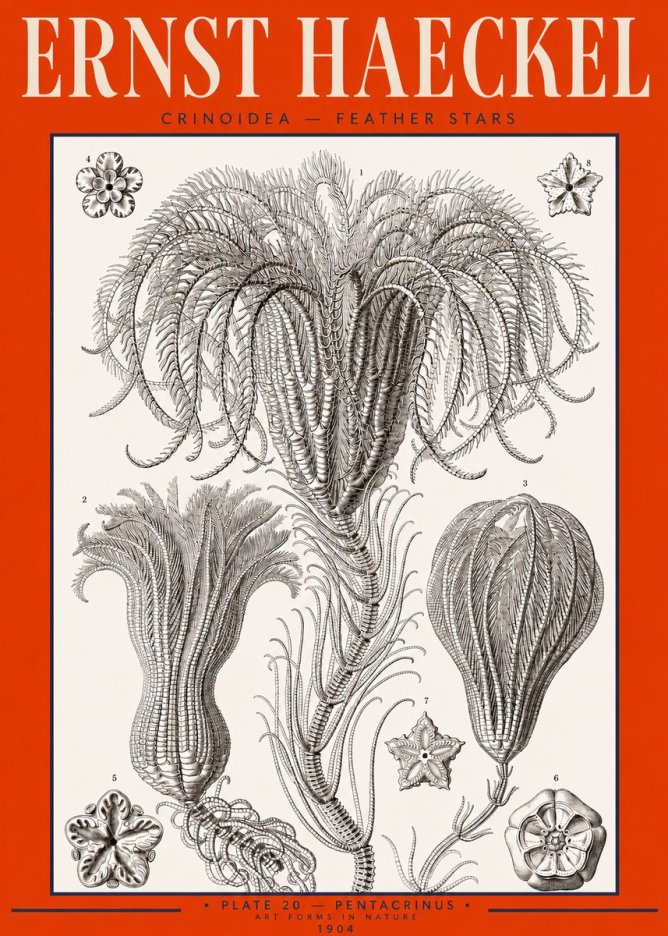 Ernst Haeckel Crinoidea - Palm Lilies No3 - Plakát