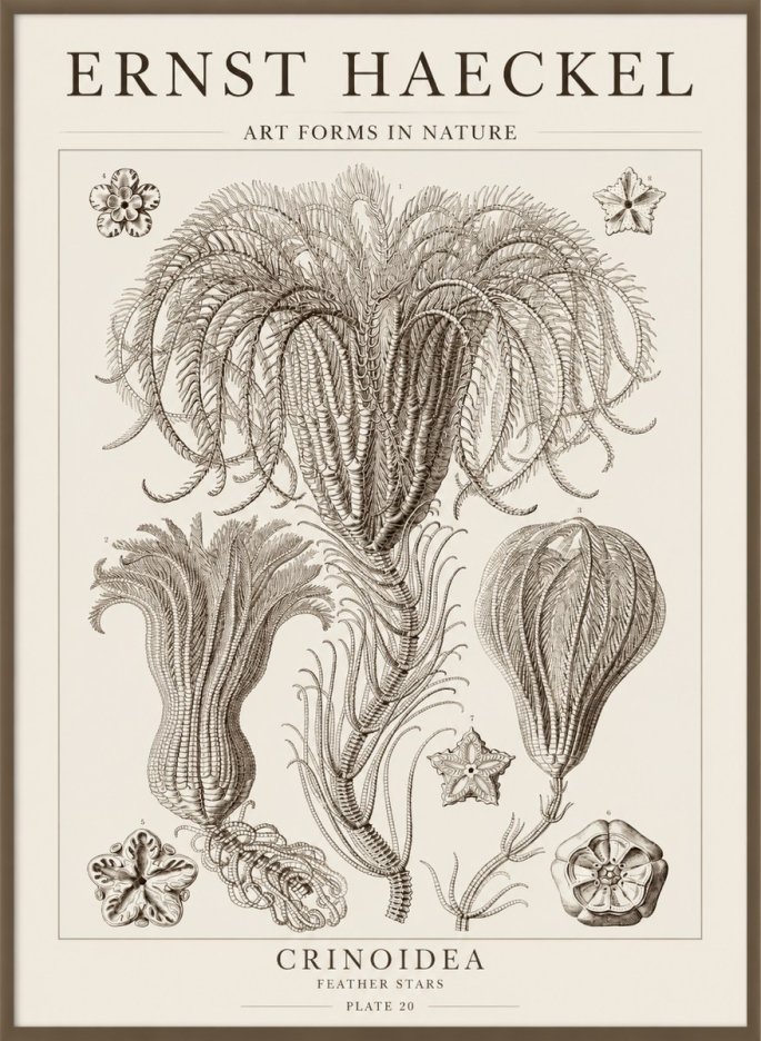 Ernst Haeckel Crinoidea - Palm Lilies No5 - Plakát