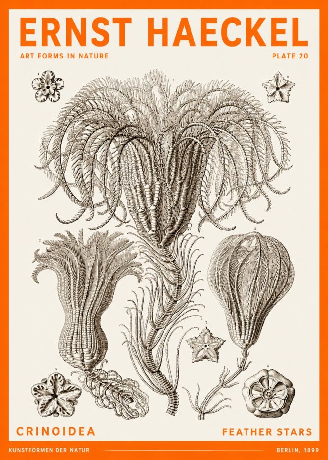 Ernst Haeckel Crinoidea - Palm Lilies No6 - Plakát