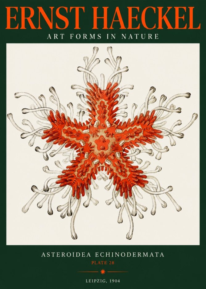 Ernst Haeckel Asteroidea Echinodermata Plate 28 No2 - Plakát