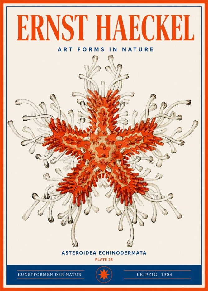 Ernst Haeckel Asteroidea Echinodermata Plate 28 No3 - Plakát