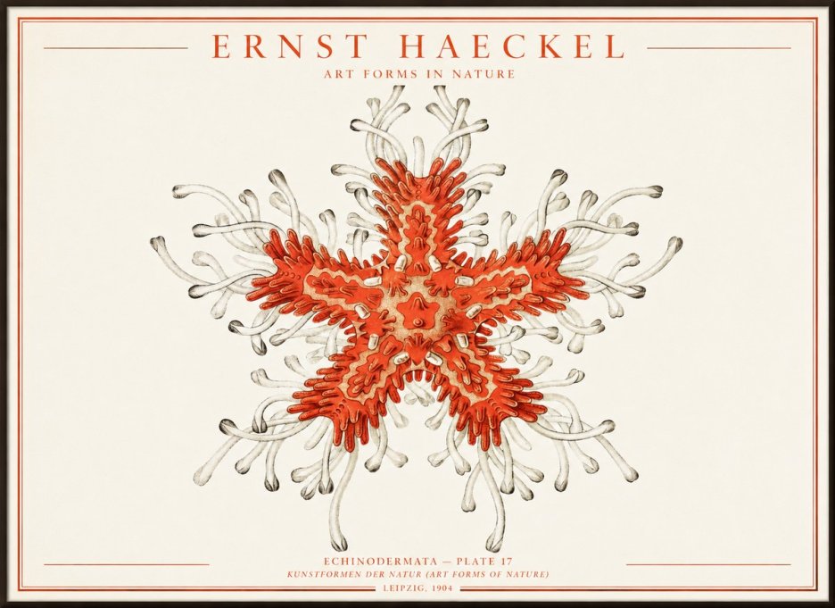Ernst Haeckel Asteroidea Echinodermata Plate 28 No4 - Plakát