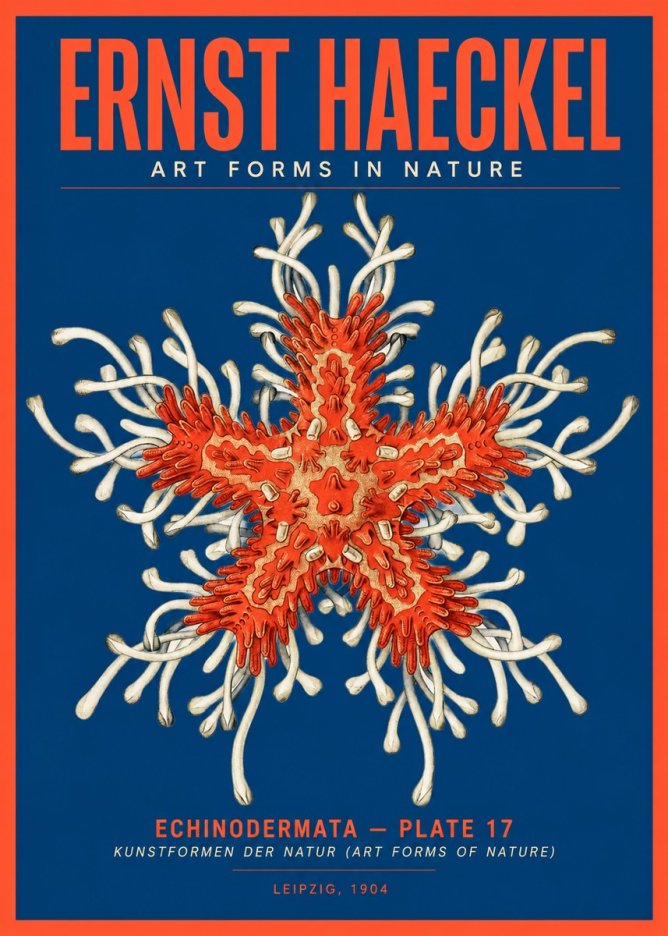 Ernst Haeckel Asteroidea Echinodermata Plate 28 No5 - Plakát