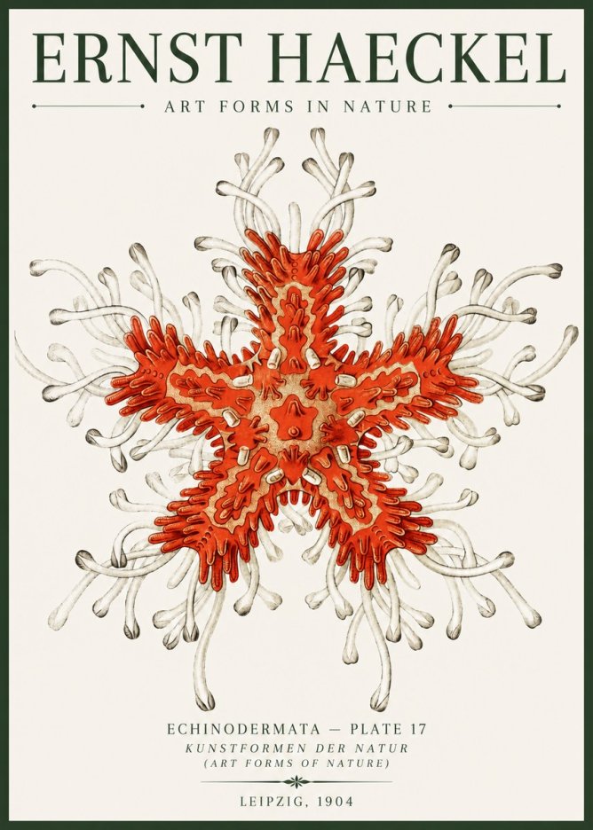 Ernst Haeckel Asteroidea Echinodermata Plate 28 No6 - Plakát