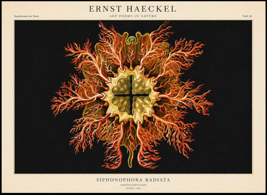 Ernst Haeckel Marine Organism No2 - Plakát