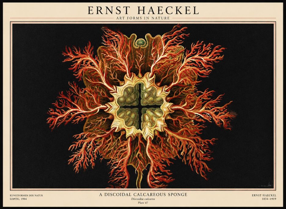 Ernst Haeckel Marine Organism No3 - Plakát