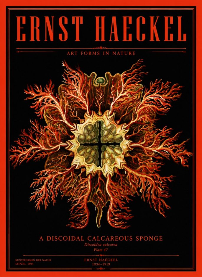 Ernst Haeckel Marine Organism No4 - Plakát